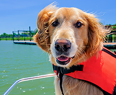 Dog with water life vest