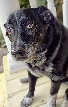 Older Dog on Porch