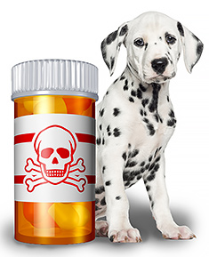 Dog and Poison Prescription bottle