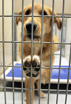 Longer haired dog with paw on cage