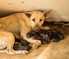 Dog outside nursing puppies in poor conditions
