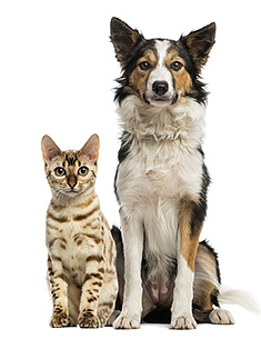 Dog and Cat Standing together