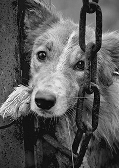 Sad dog Looking through a fence