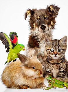 Group of animals posed together- dog, cat, parrot, rabbit