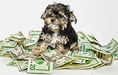 Dog sitting in a pile of cash bills