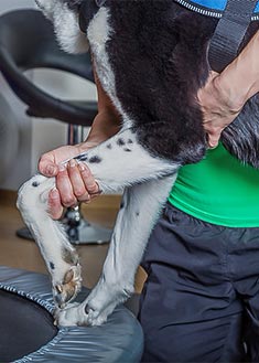 Therapist working on dogs front leg joint