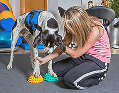 Female therapist working with exercise equipment with dog