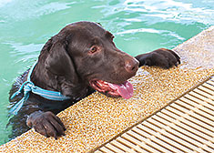 Dog taking a break holding edge of swimming pool