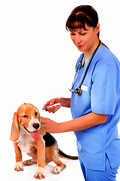 Young puppy with veterinarian