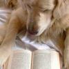 Top Ten Books about Dogs
