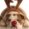 Holiday Gifts for Dogs