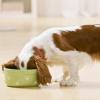Nutrition - Part 4: Homemade Dog Food
