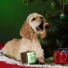 Please! No Puppies under the Christmas Tree