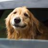 Road Trips with your Dog - Best Tips