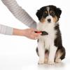 Bonding with your Puppy Through Grooming
