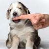 Teaching Your Puppy Not to Nip