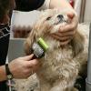 Grooming Your Gorgeous Canine