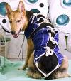 Spay and Neuter Your Dog: The Risks and The Benefits