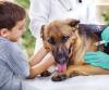 Vaccination Time Again-Keeping Your Puppy Healthy